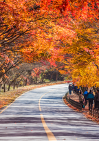 Phone Screen Saver - Free Download